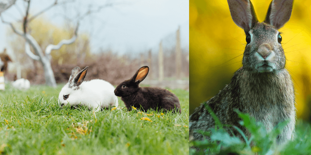http://best4review.com/wp-content/uploads/2020/12/How-to-Keep-Rabbits-Out-of-Garden.png