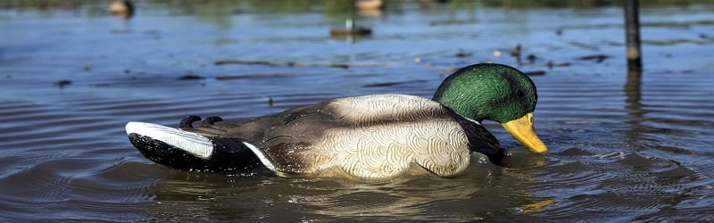 Top 5 Best Motion Duck Decoys In 2021 【 Buying Guide】