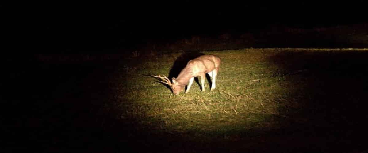 Is Spotlighting Deer Illegal