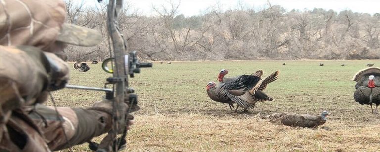 How To Hunt Turkey With A Bow 【8 Tips For Bowhunting】 9943